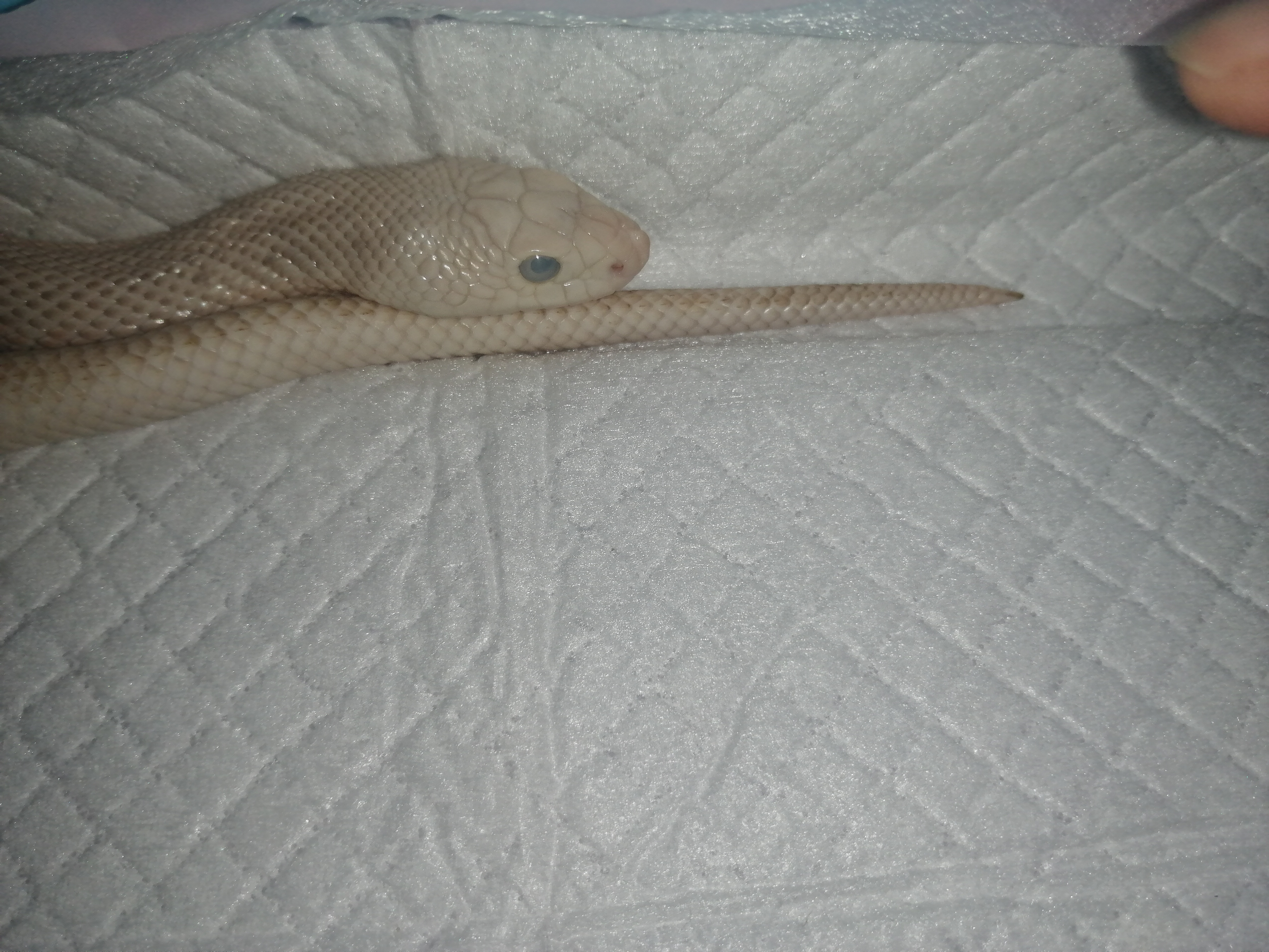 关注   关注 2019-06-24 【粉露西松林蛇】小家伙褪皮了,拉的屎巨臭