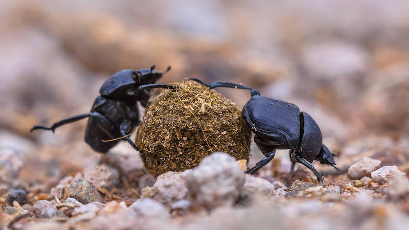明日预告: dung beetle 学名:蜣螂(qiānɡ lánɡ),也被称为:粪金龟