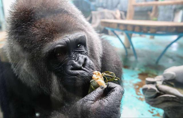 猿族领袖凯撒 _ 哔哩哔哩相簿