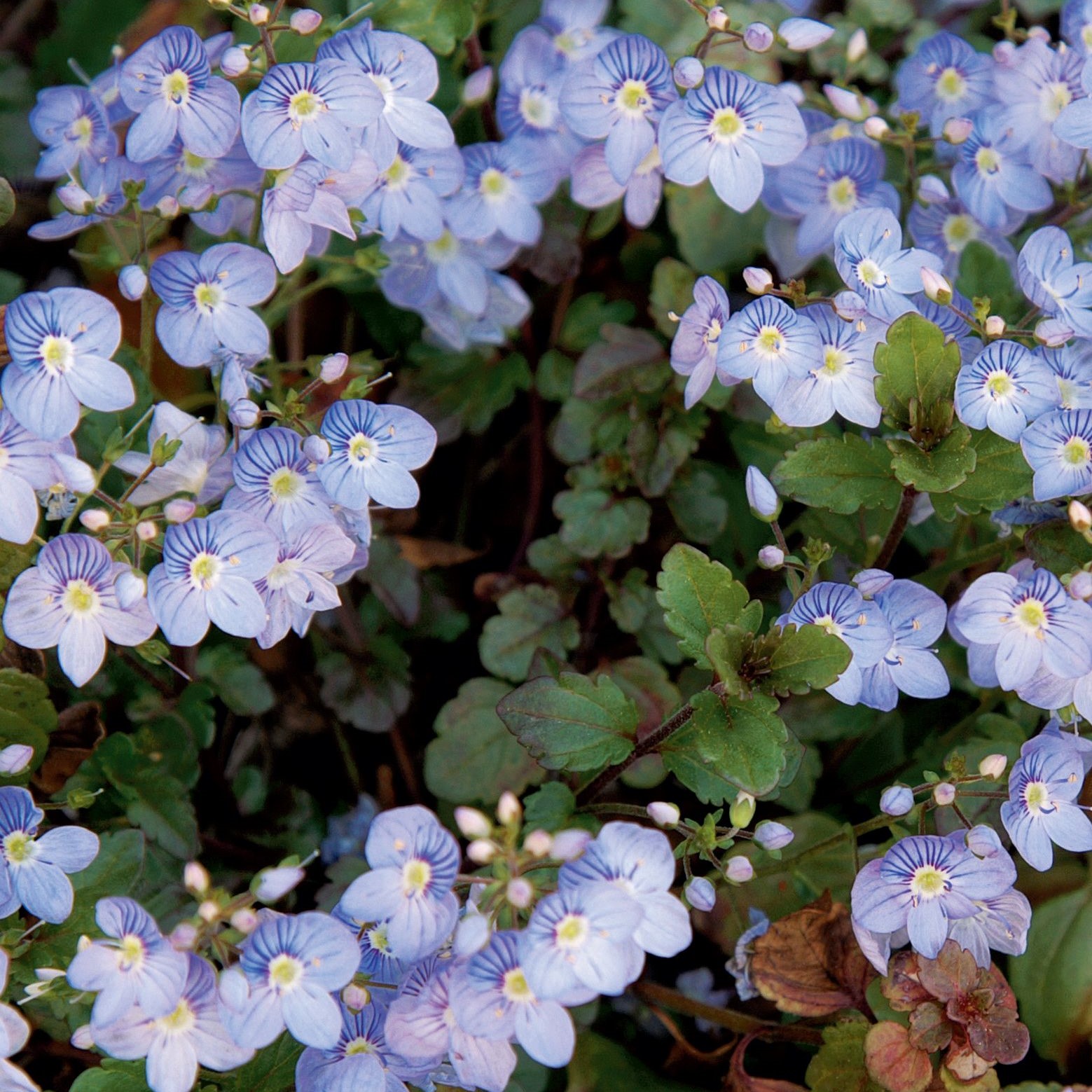 园艺莳家 _ 哔哩哔哩相簿