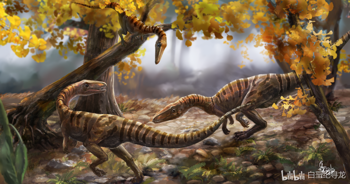 恐龙##绘画#腔骨龙(coelophysis)