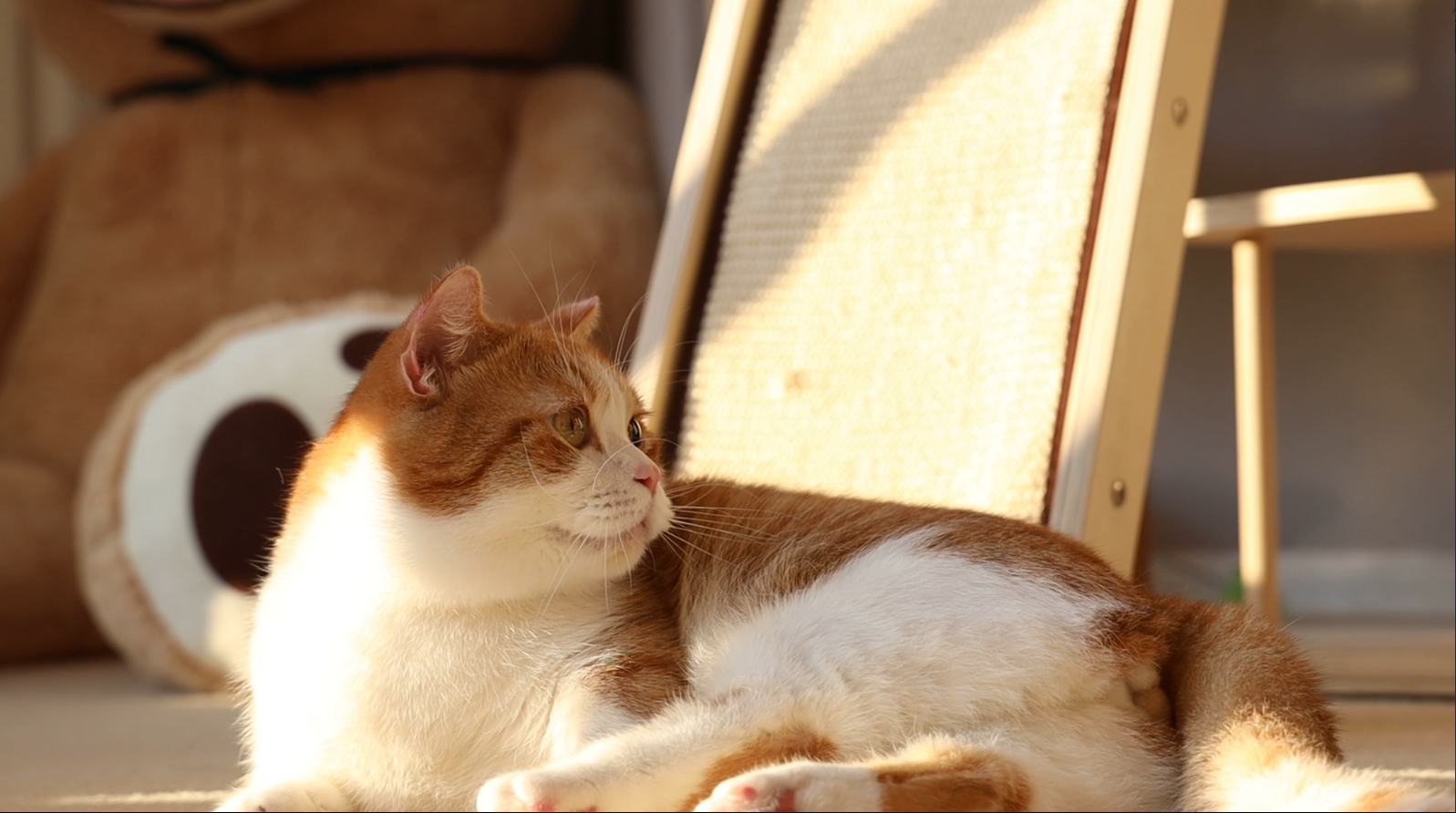 花花与三猫catlive _ 哔哩哔哩相簿