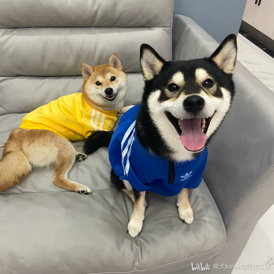 柴犬kobe与贱胖二猫 _ 哔哩哔哩相簿