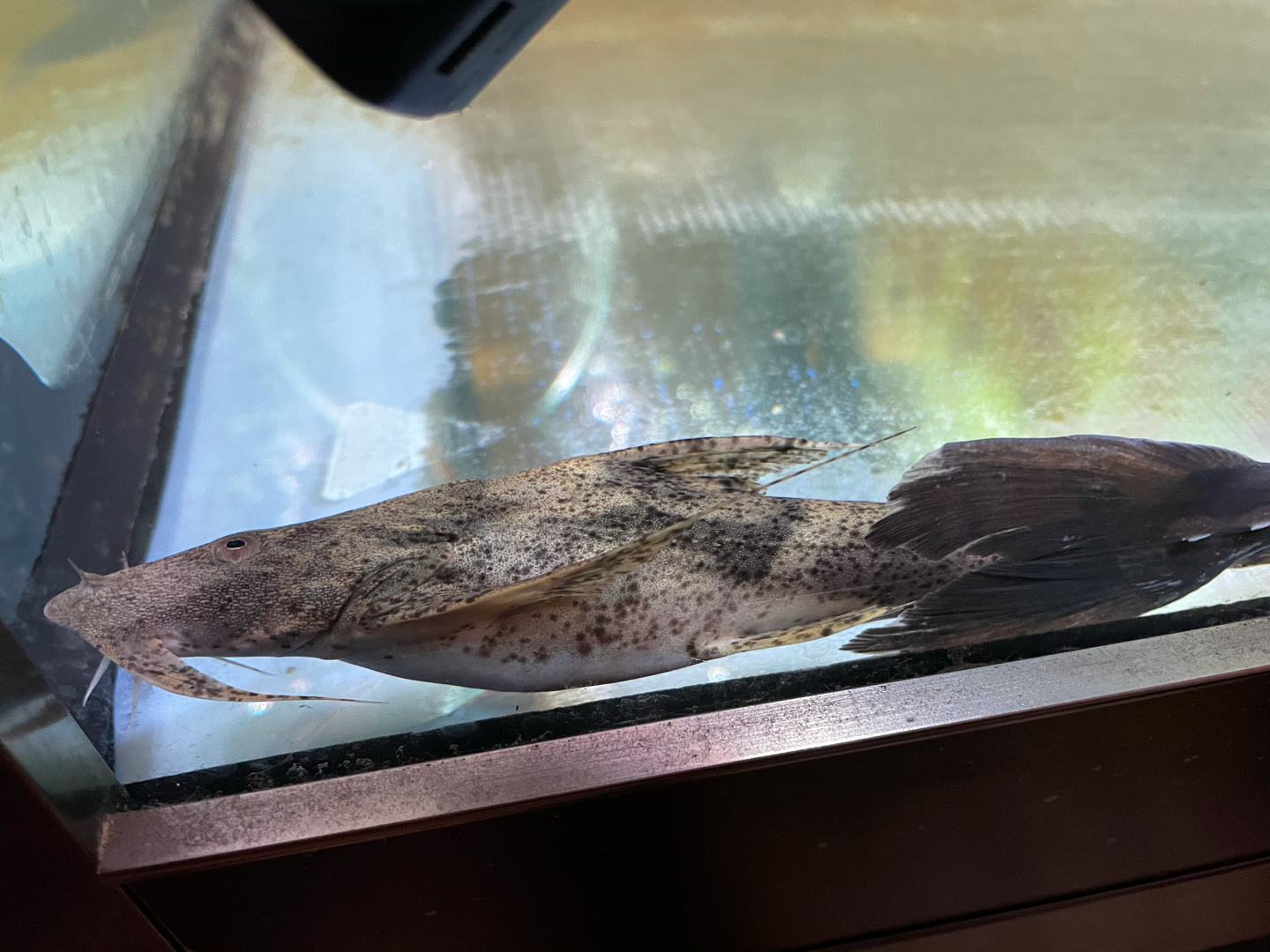 哔哩哔哩相簿,绘你所想,拍你所爱