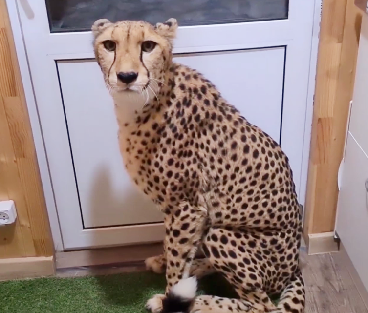 猎豹格尔达