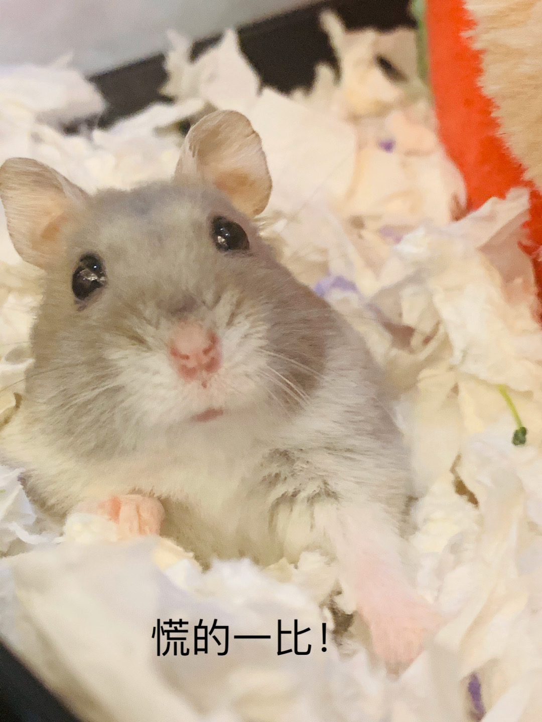 逍遥一生猫奴一个 02-14 转发动态 饭团小夫妻 的投稿视频 关注 这一