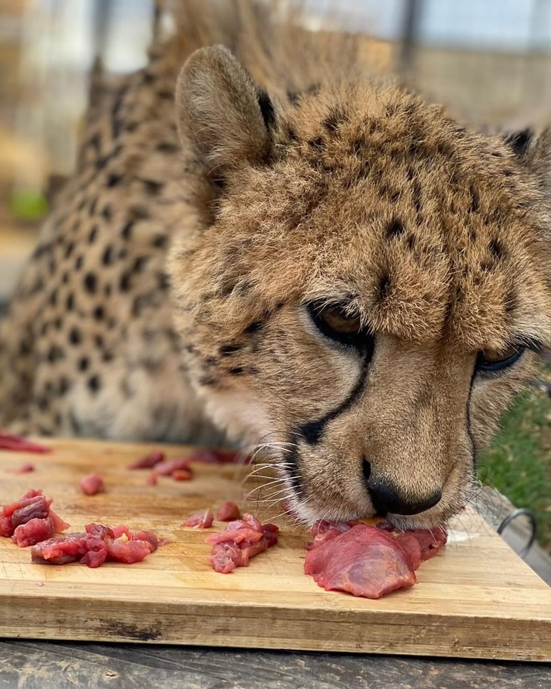 cheetah表情包图片
