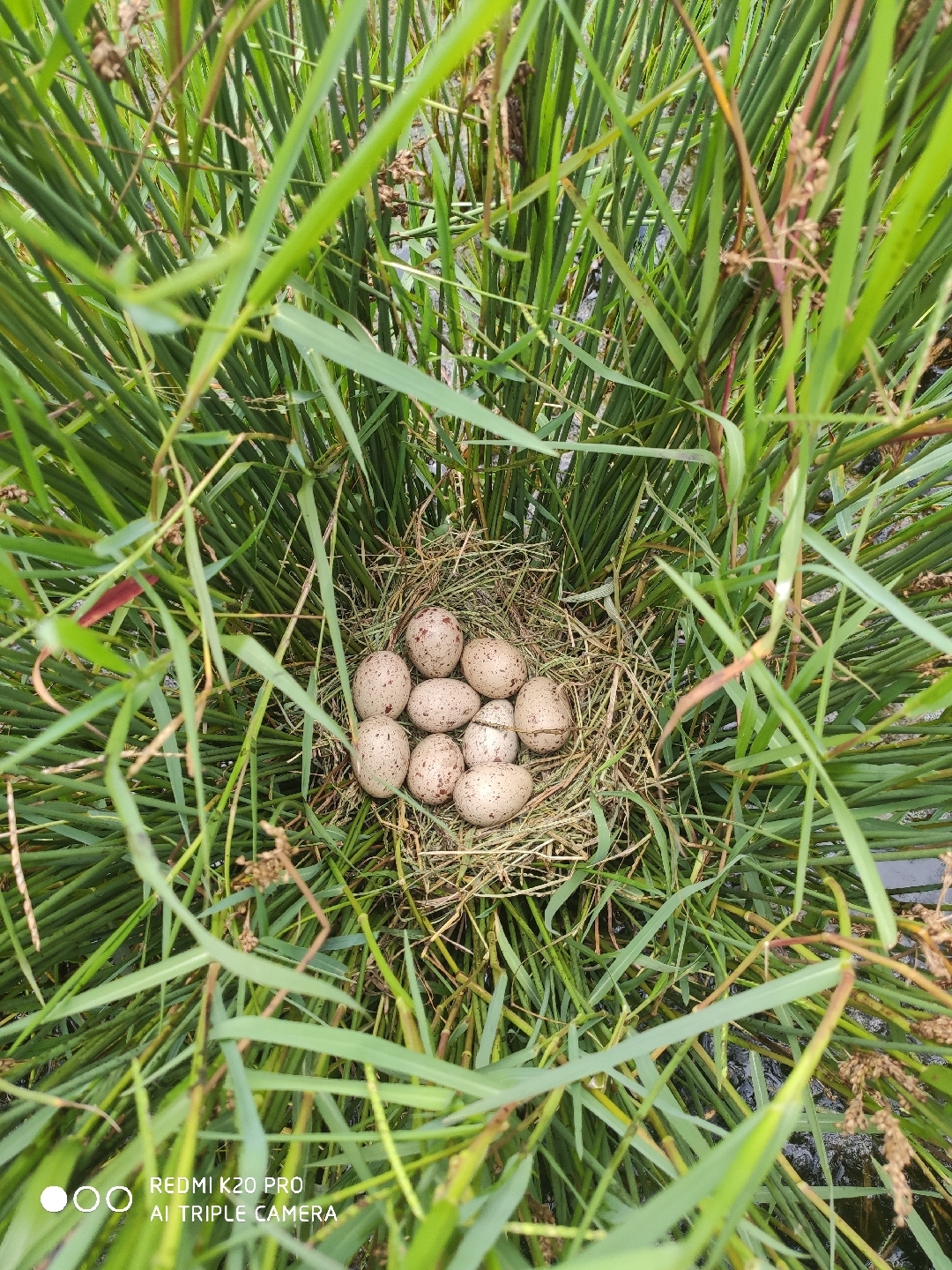 秧鸡蛋,挖焦瓜!浏览:31收藏:0支持:0上传时间:2020-08-22 18:27:37