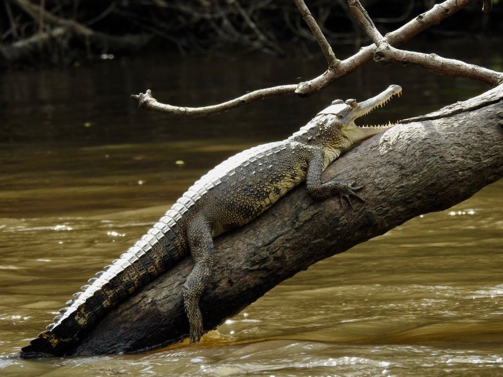 爬树的鳄鱼浏览:89收藏:0支持:5上传时间:2021-05-01 23:18:58