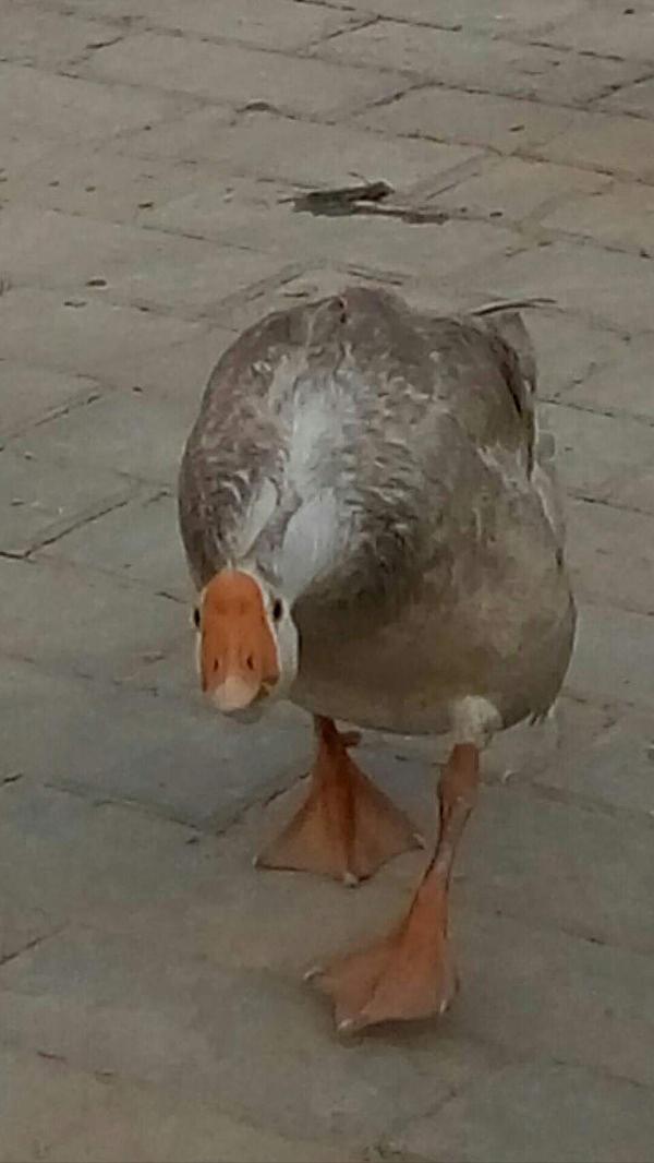 美食家大雄 _ 哔哩哔哩相簿