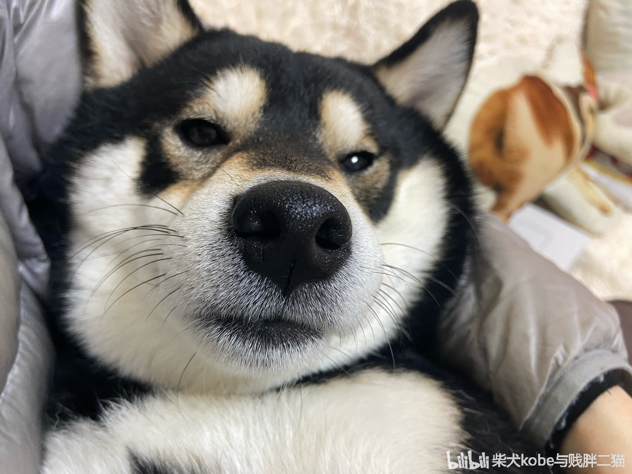 柴犬kobe与贱胖二猫 _ 哔哩哔哩相簿