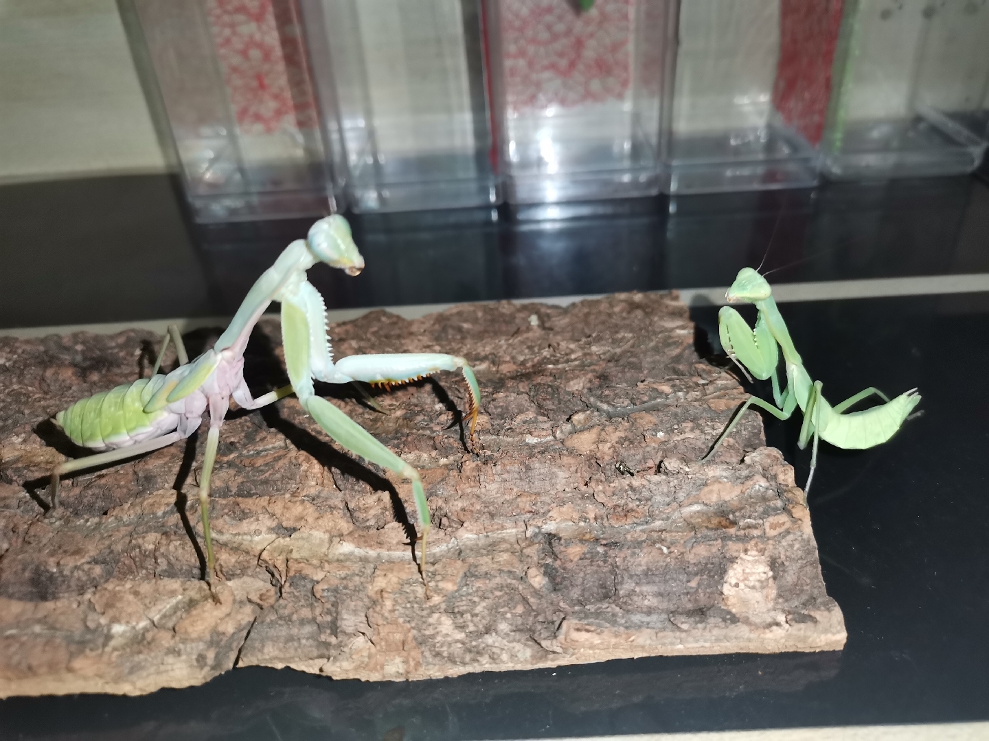 巨齿你学习人家宽背,你对得起巨字吗