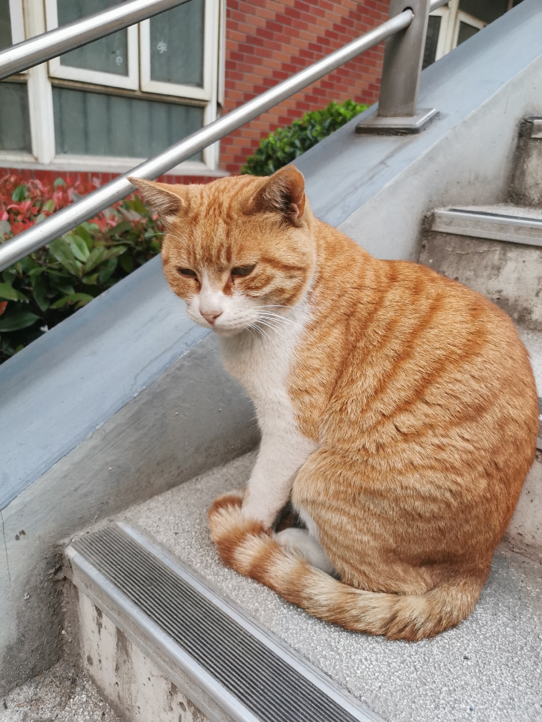 朋友拍的可爱橘猫! 这样的金被银床真的棒 睡了睡了