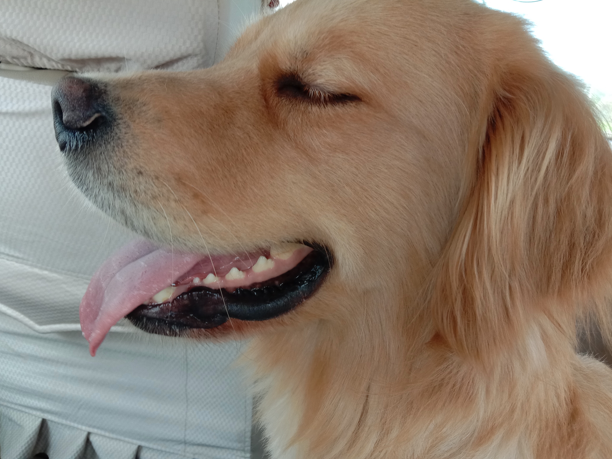 弟弟家的金毛[tv_微笑],可爱又调皮,份量还不小,就是身上有点"狗味"