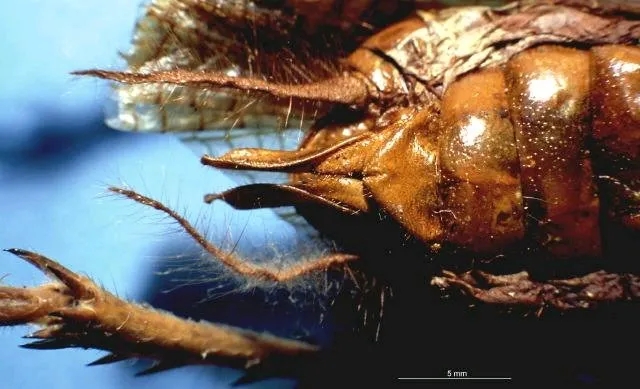 incisa), 右边作为凶狠西亚神沙螽(sia ferox)