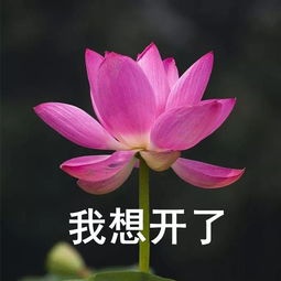 格子间的四季橘 _ 哔哩哔哩相簿