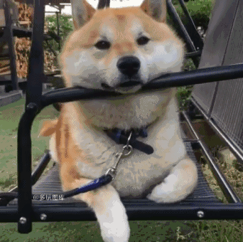 342_340gif 动态图 动图