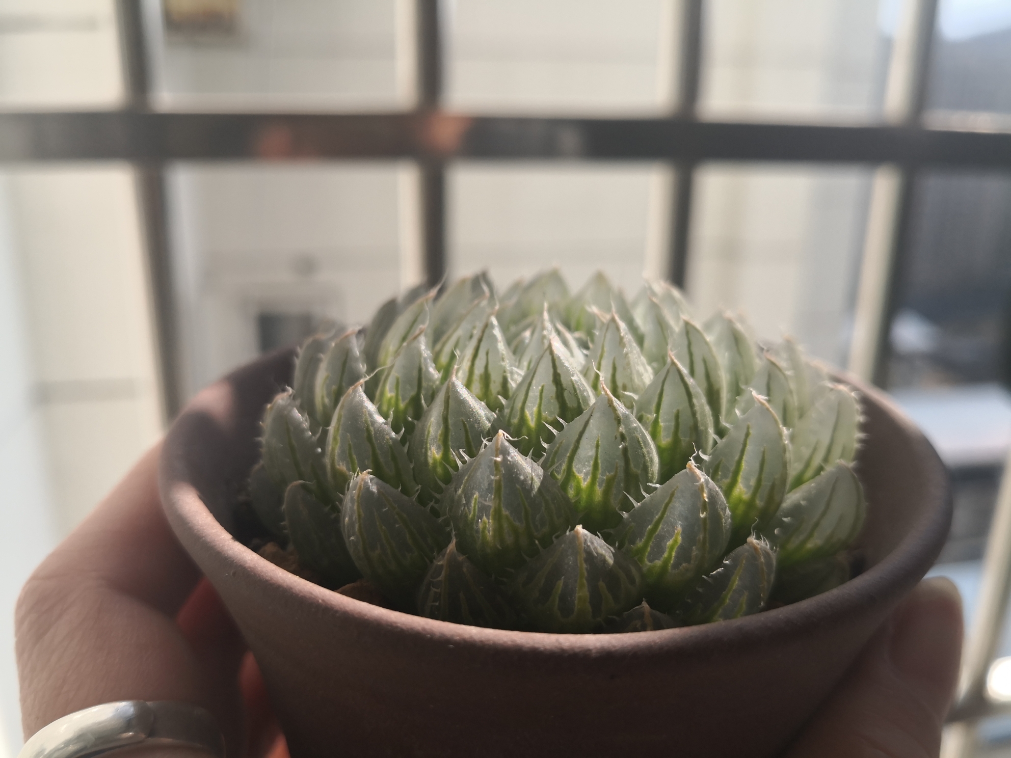 翠云玉露浏览:44收藏:0支持:2上传时间:2020-02-11 14:08:33