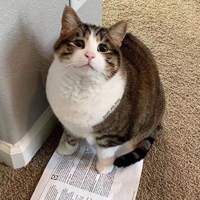 eveonecat2个性装扮#要猫猫