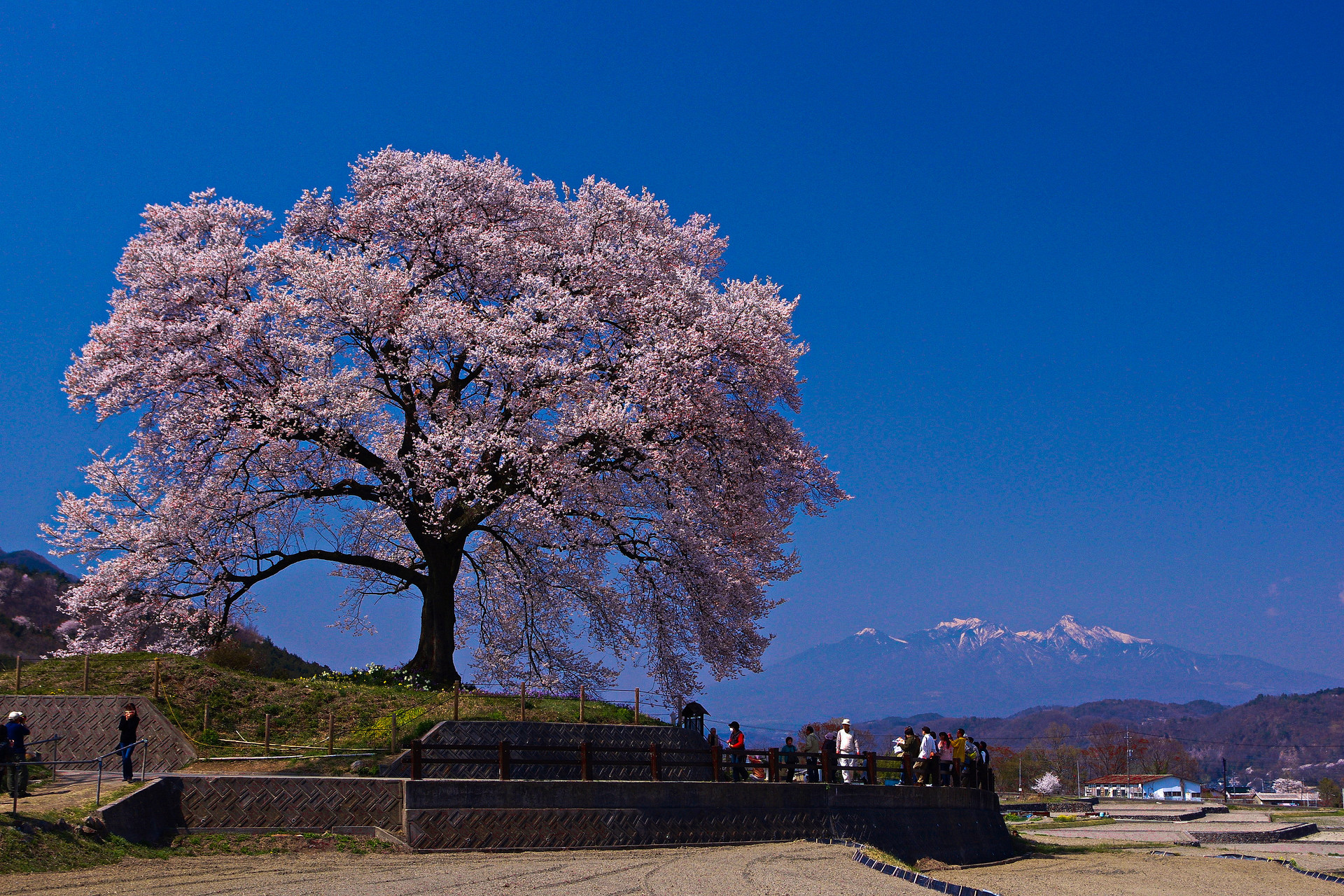 妖象征印象的樱花——山梨县韮崎市神山町的ねに冢の樱(王仁冢之樱,鳄