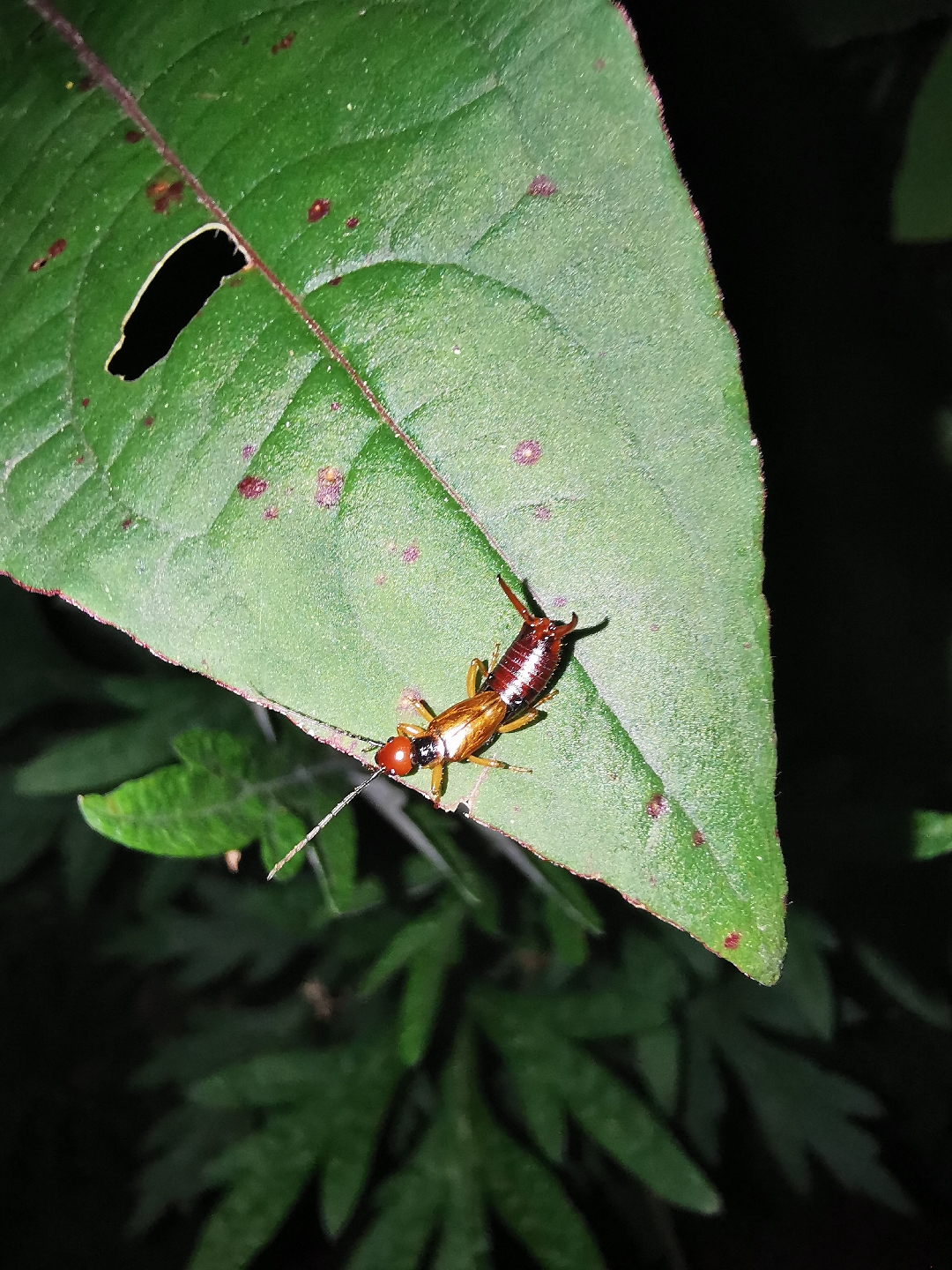 繁星蜚蠊 _ 哔哩哔哩相簿