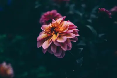 Photo by WPcoder