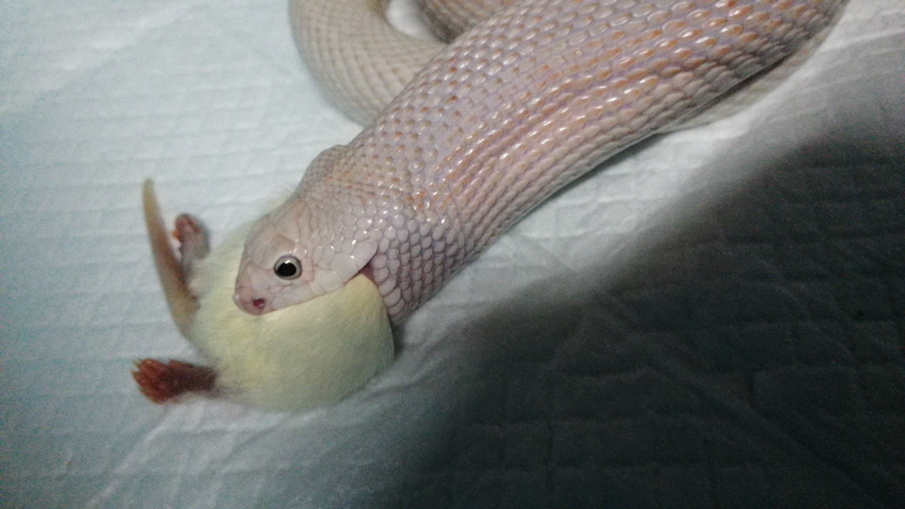 关注   关注 2019-06-24 【粉露西松林蛇】小家伙褪皮了,拉的屎巨 