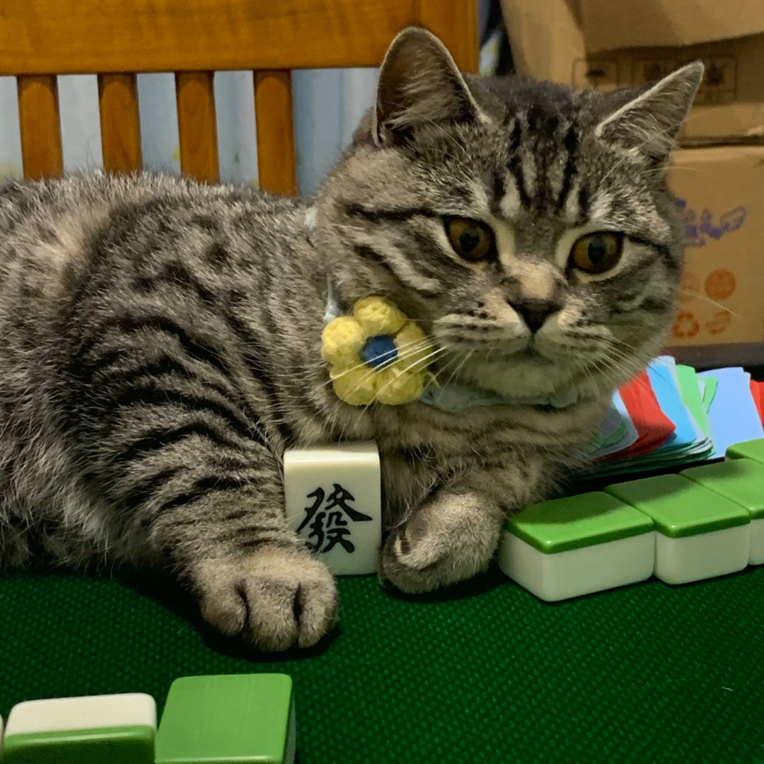 在教小猫咪打麻将[羞羞]
