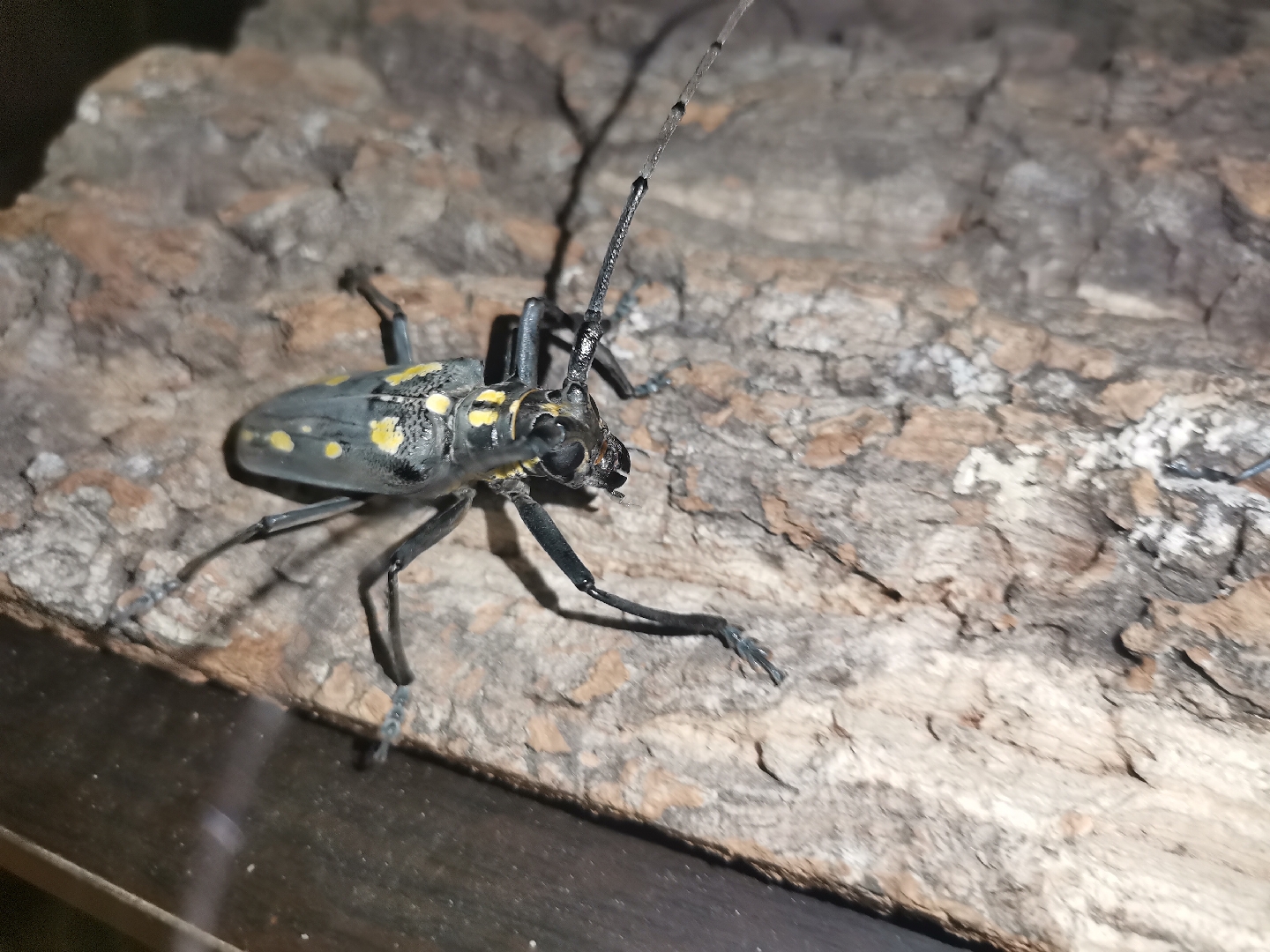 大片于明早7:00准时发布,恶战5厘米云斑天牛!