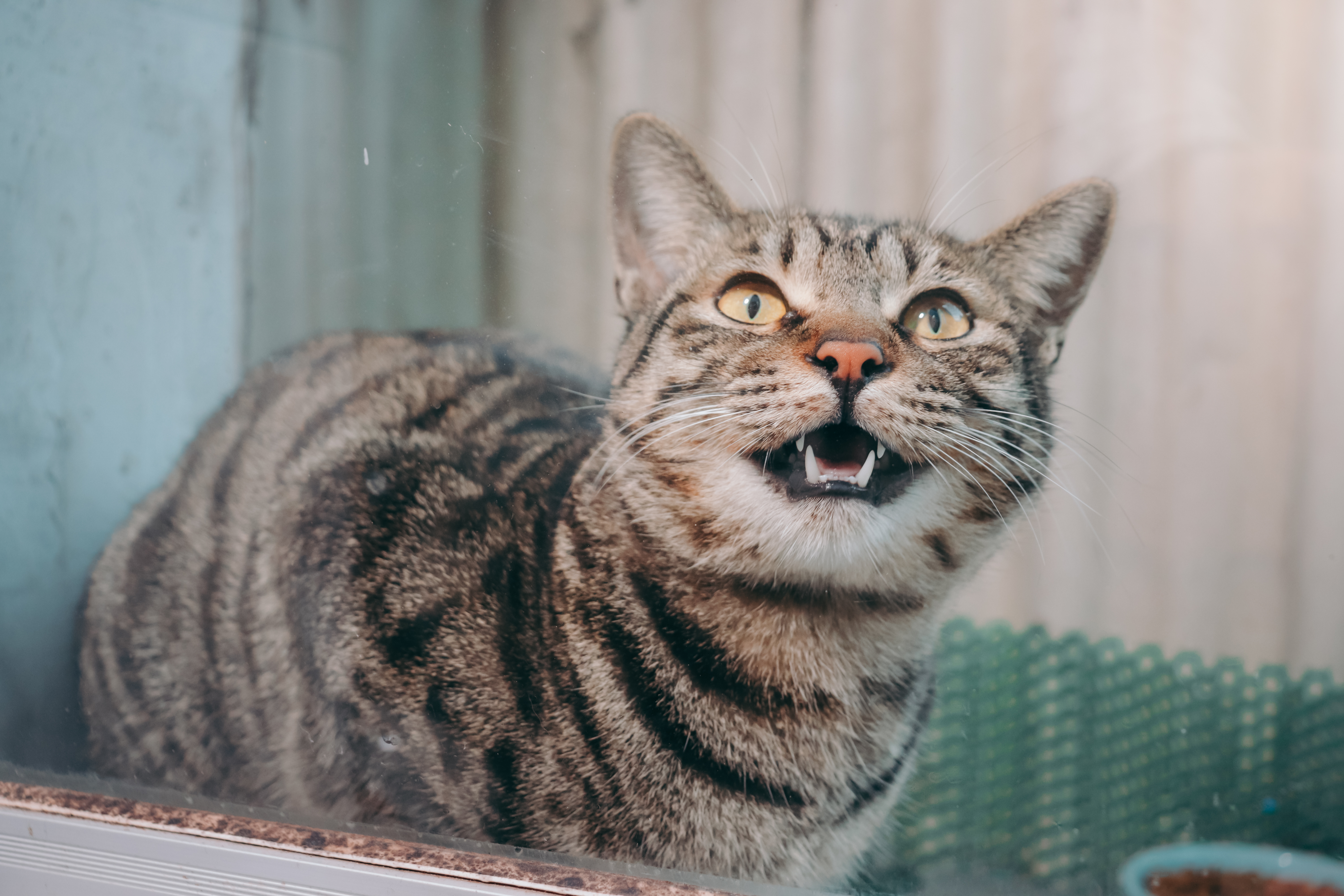 土猫派です _ 哔哩哔哩相簿