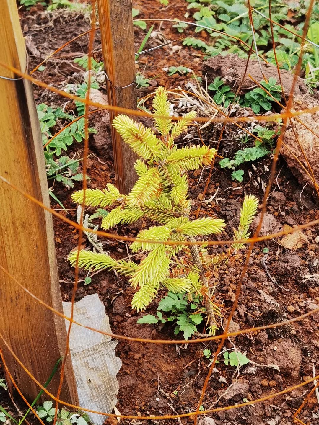 这就是你们种的华山松和云杉浏览:3.