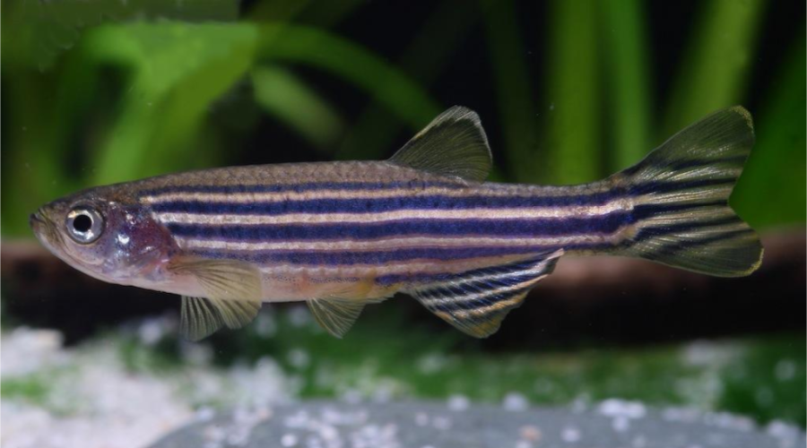 哗仔说鱼 _ 哔哩哔哩相簿