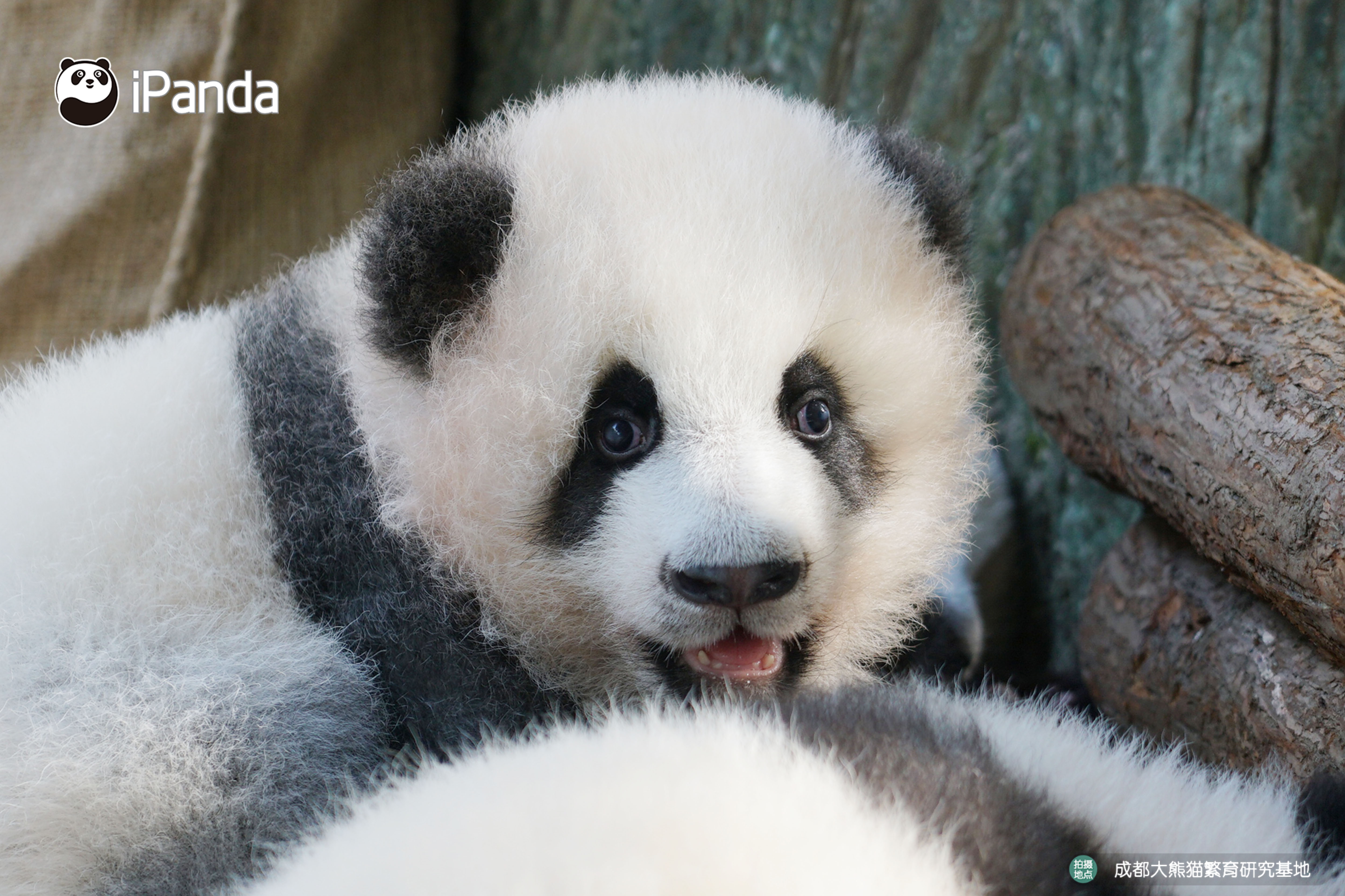 pandapia 的图片 关注 #熊猫#  成风:我是班花预定(图1) 成浪:我