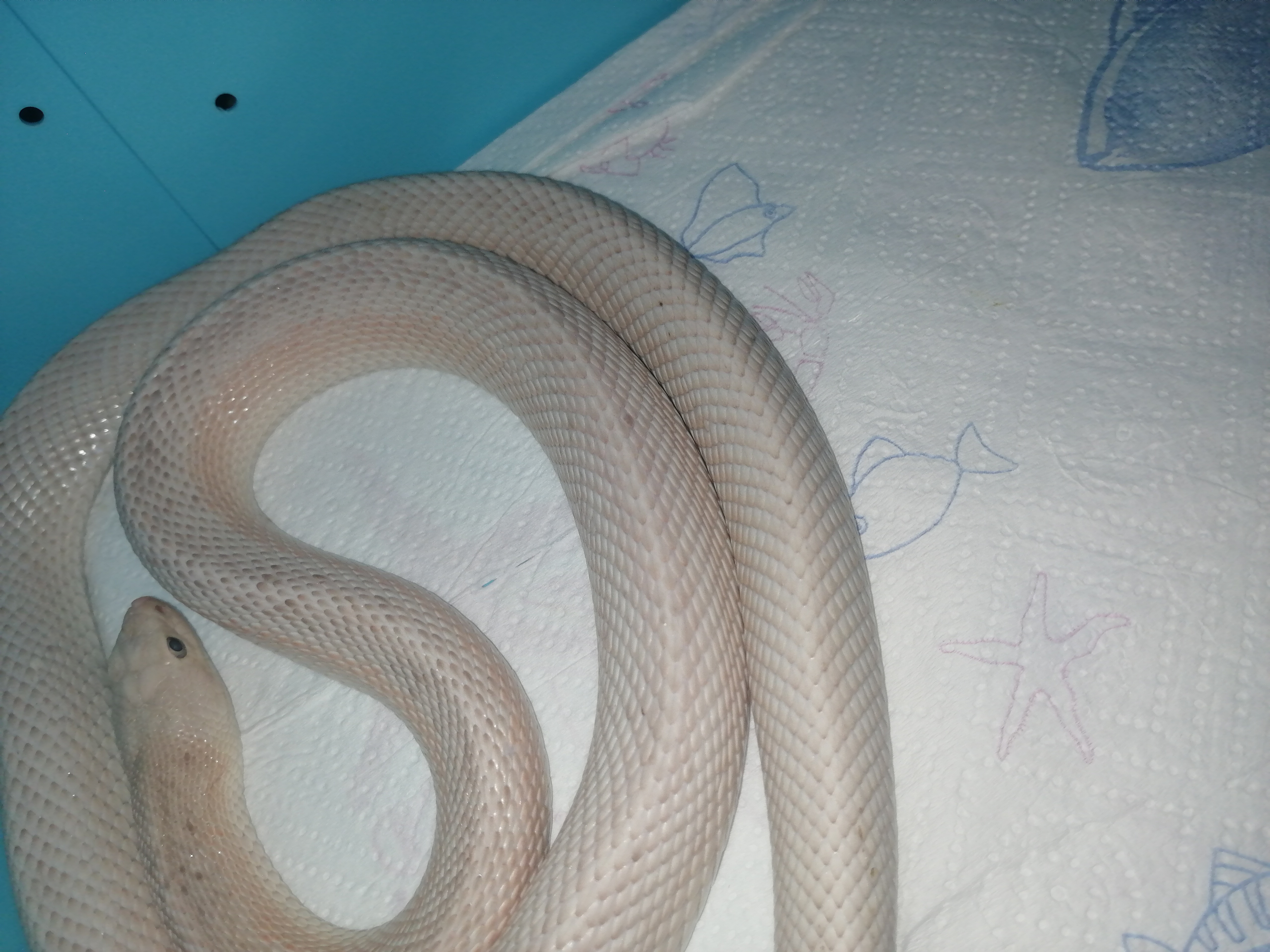 关注   关注 2019-06-24 【粉露西松林蛇】小家伙褪皮了,拉的屎巨 