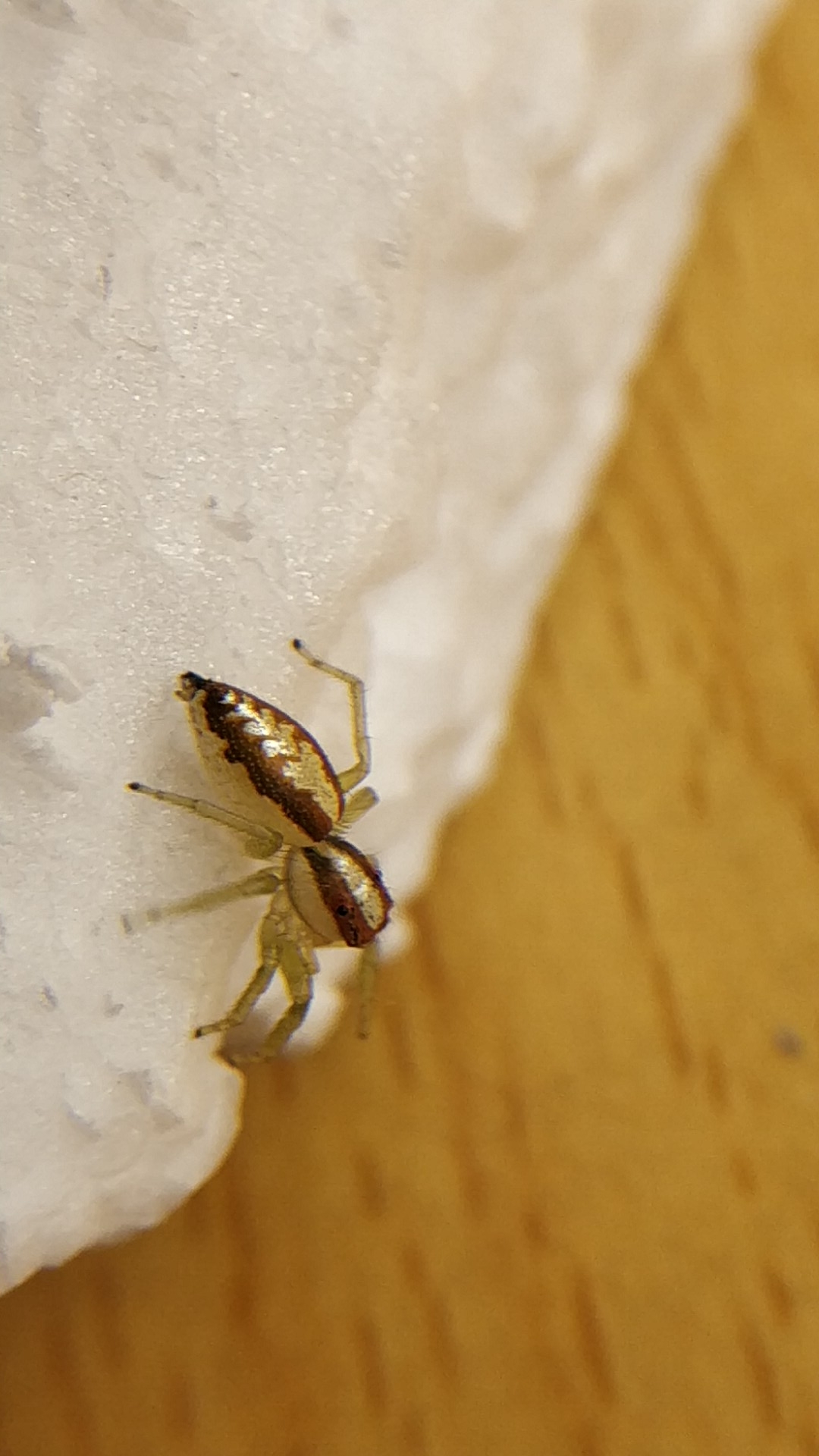 继续更新 暨南大学跳蛛品种[doge]之锯艳蛛♀浏览:26收藏:0支持:2上传