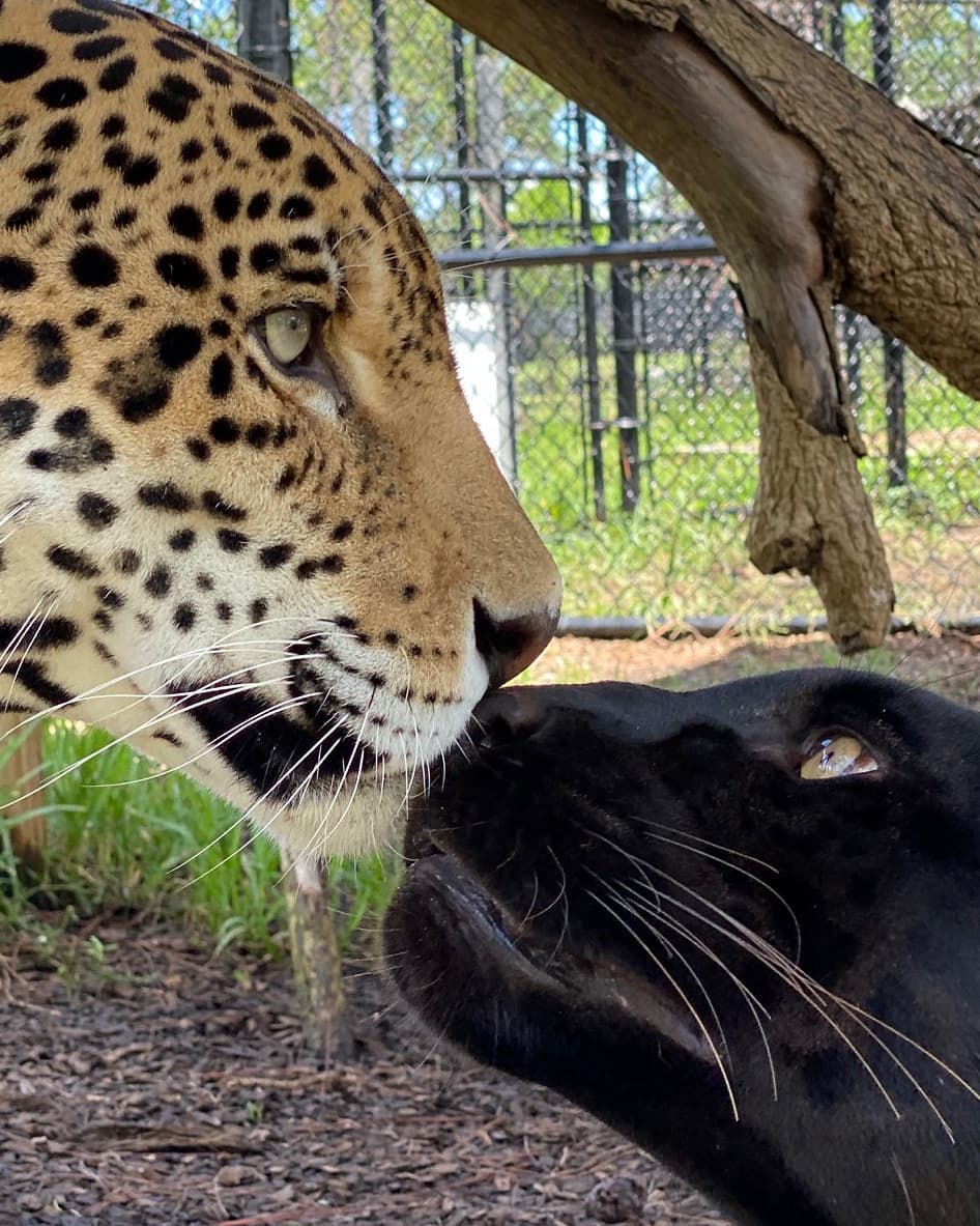 渣猫[辣眼睛-圣诞]  #美洲豹##美洲狮##黑豹