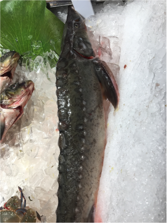 软骨硬鳞鱼是硬骨鱼哟[吃瓜]浏览:6.