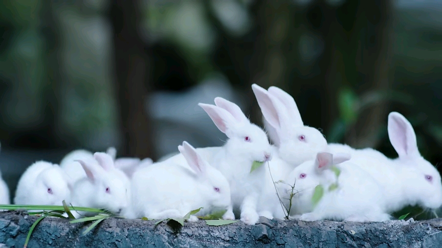 君子阳阳 _ 哔哩哔哩相簿