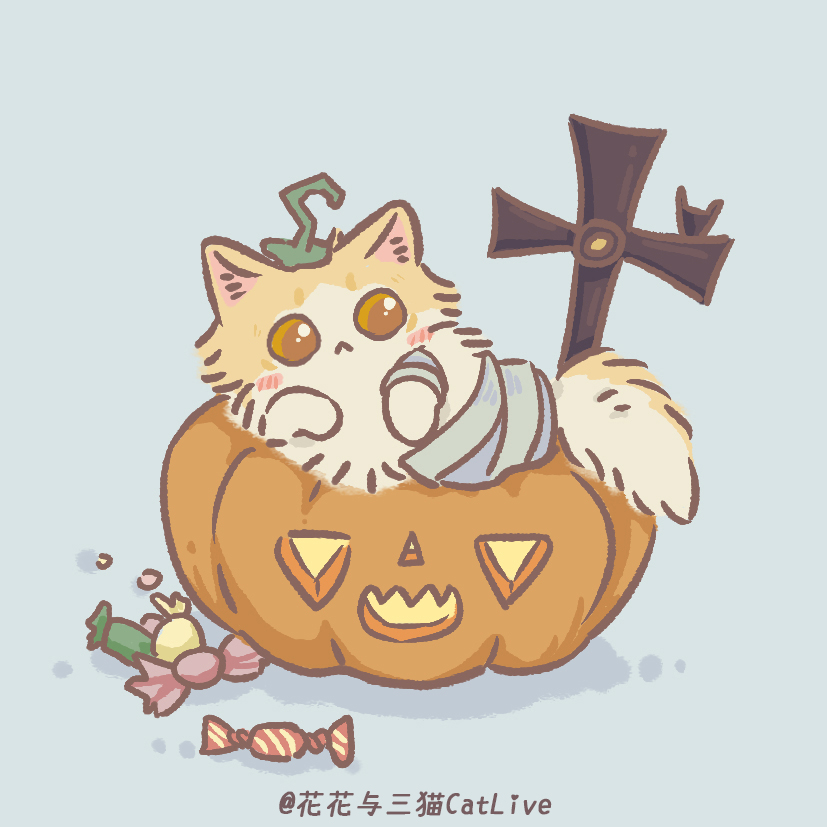 花花与三猫catlive _ 哔哩哔哩相簿