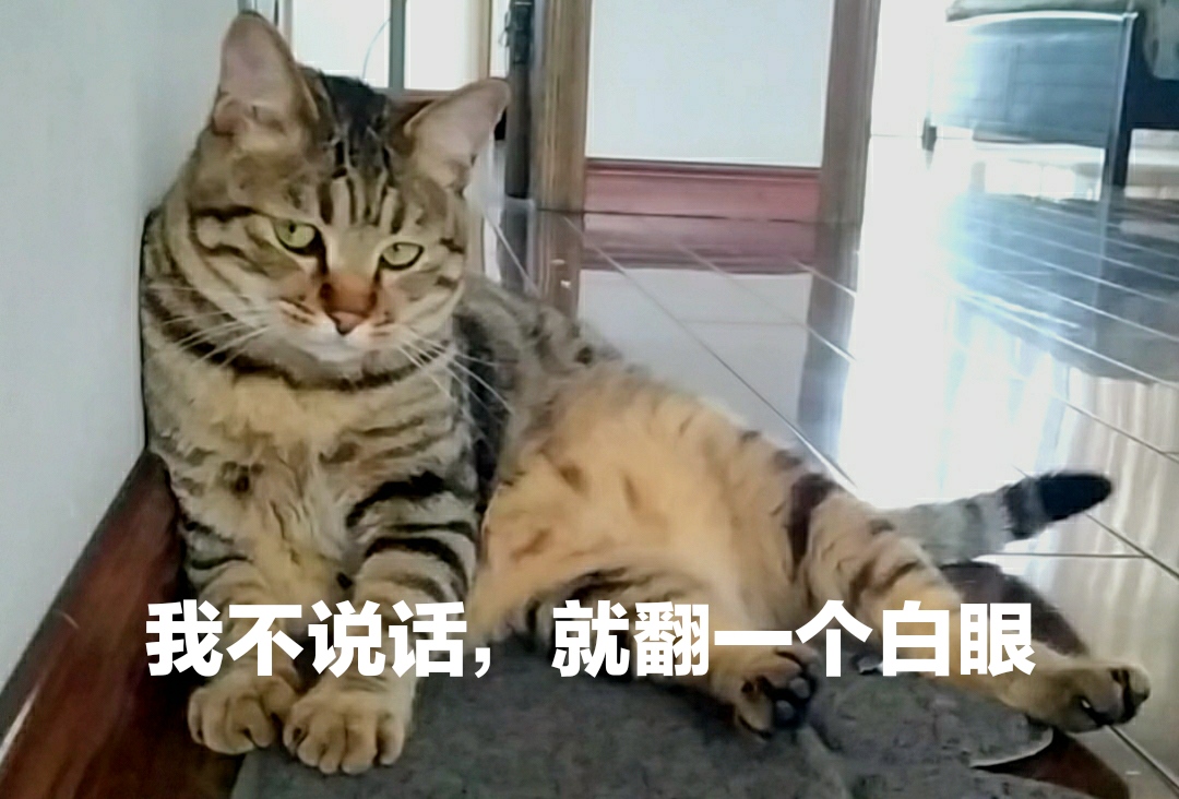 pigu的表情包小剧场#[妙啊]