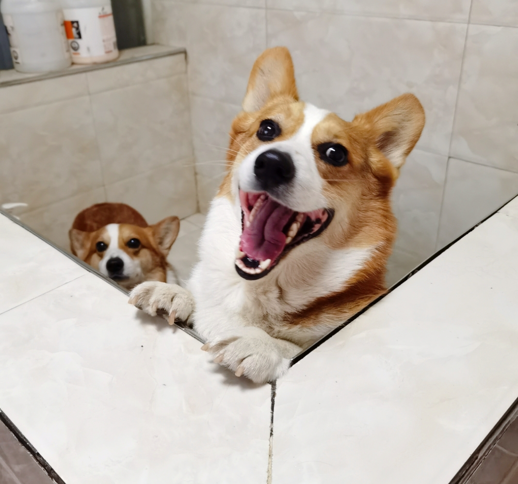小短腿duby