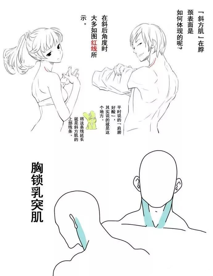 脖子的画法呀!学画画收藏参考!