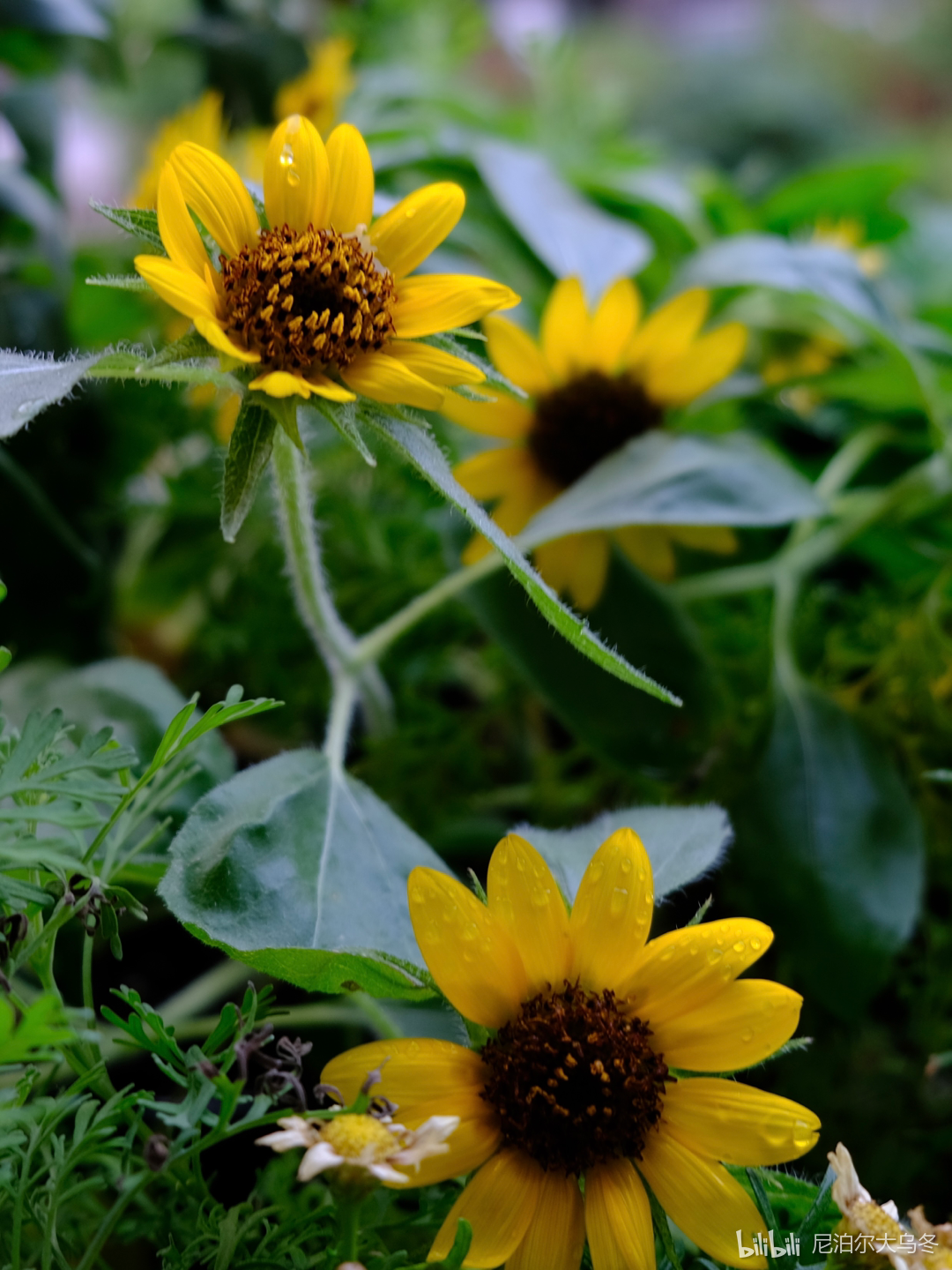 尼泊尔大乌冬 哔哩哔哩相簿