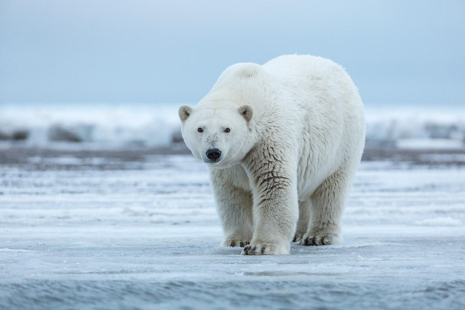 俄罗斯巨虎杀死北极熊图片
