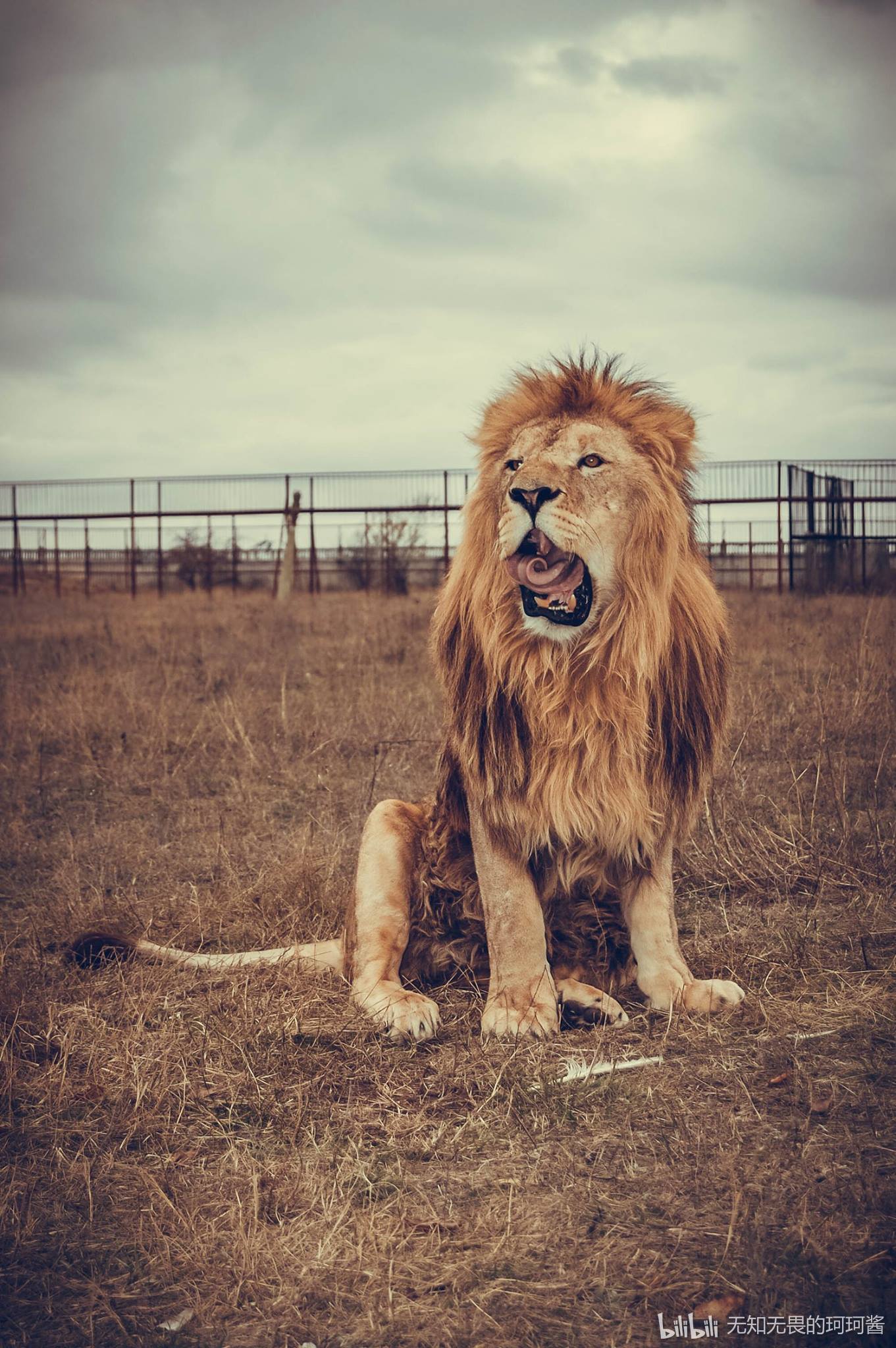 无知无畏的珂珂酱 _ 哔哩哔哩相簿