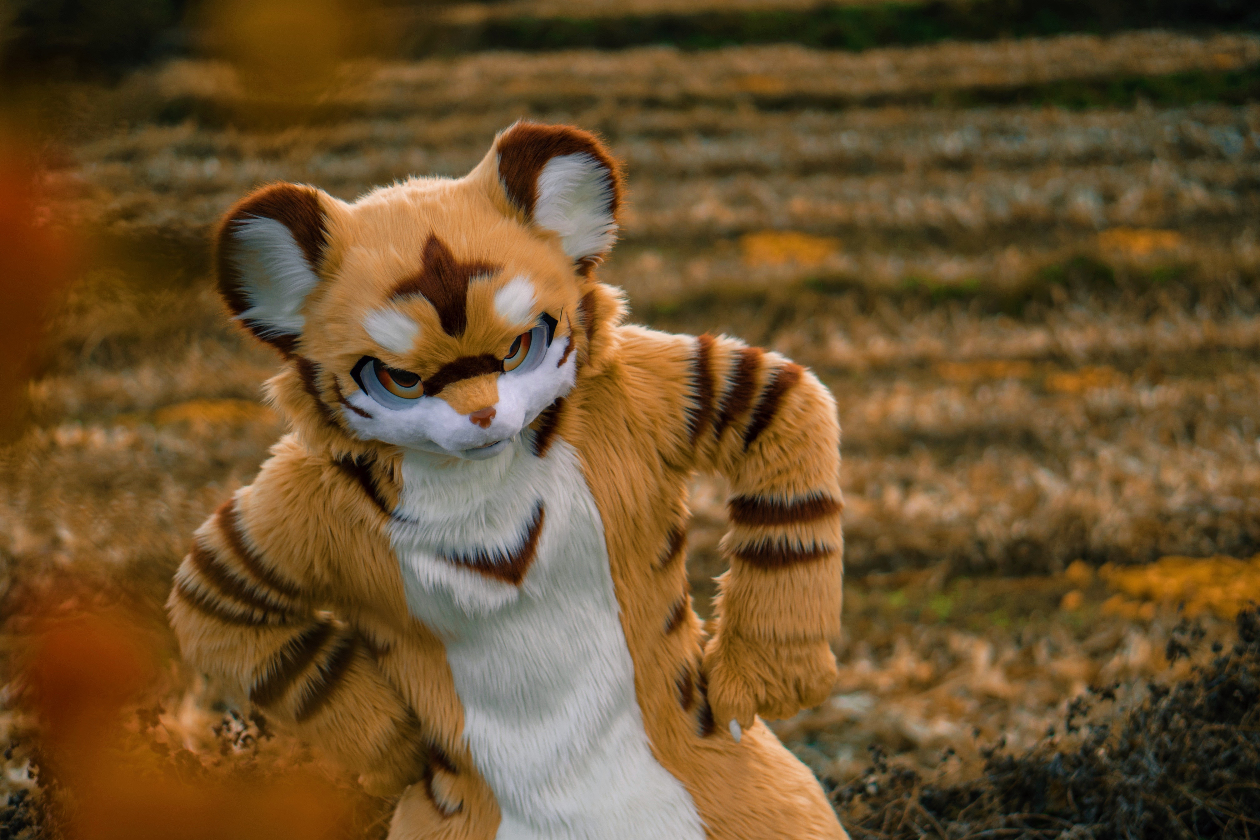 哼～[狗子] #fursuitfriday