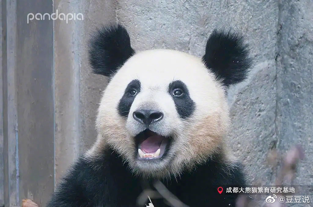 小阿福酱 _ 哔哩哔哩相簿