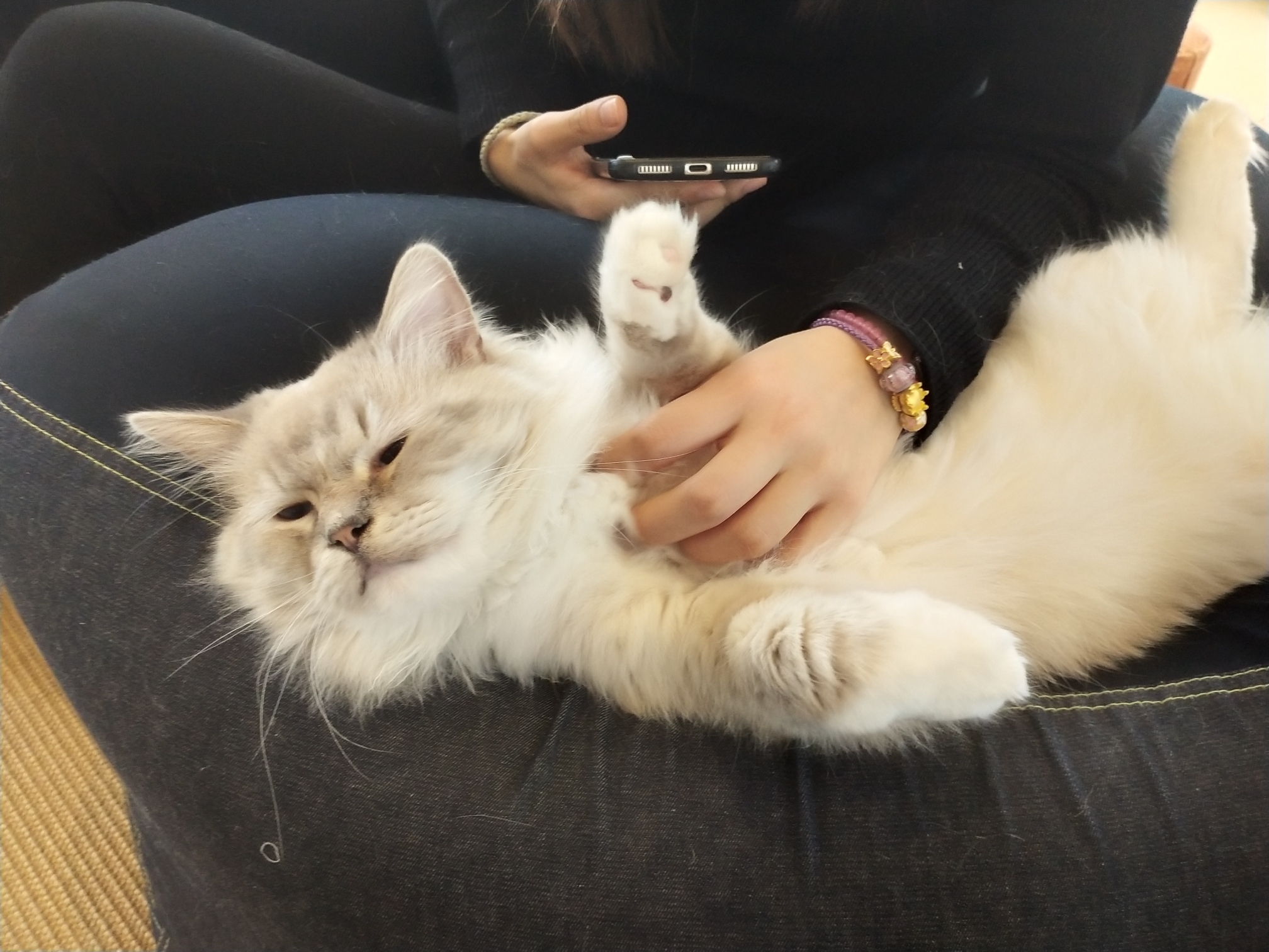 普通勋章 查看全部>> 啊,可爱～人和猫一样可爱 来自 安卓客户端 2020