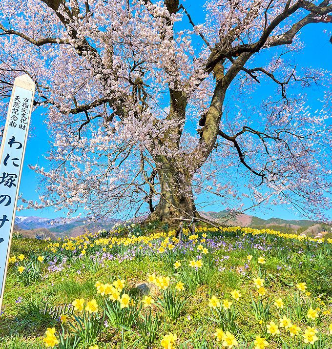 妖象征印象的樱花——山梨县韮崎市神山町的ねに冢の樱(王仁冢之樱,鳄