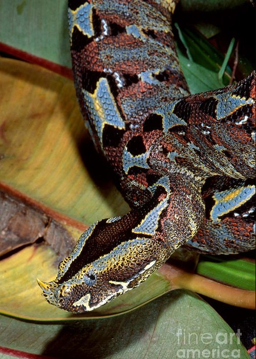 除了加蓬和犀角外,回复的评论区还经常出现犀咝蝰这个名字.